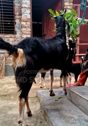 100% হ‌রিয়ারা রা‌নিং পাঠার বাচ্চা সহ গাভীন ছাগল বিক্রয়,