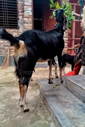 100% হ‌রিয়ারা রা‌নিং পাঠার বাচ্চা সহ গাভীন ছাগল বিক্রয়,