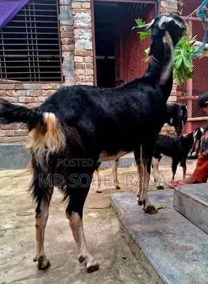 100% হ‌রিয়ারা রা‌নিং পাঠার বাচ্চা সহ গাভীন ছাগল বিক্রয়,