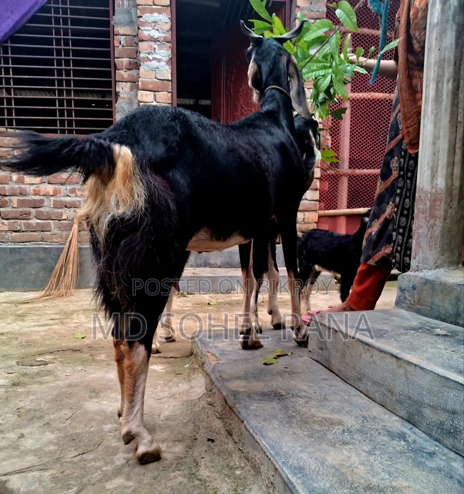 100% হ‌রিয়ারা রা‌নিং পাঠার বাচ্চা সহ গাভীন ছাগল বিক্রয়,