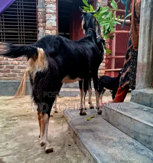 100% হ‌রিয়ারা রা‌নিং পাঠার বাচ্চা সহ গাভীন ছাগল বিক্রয়,
