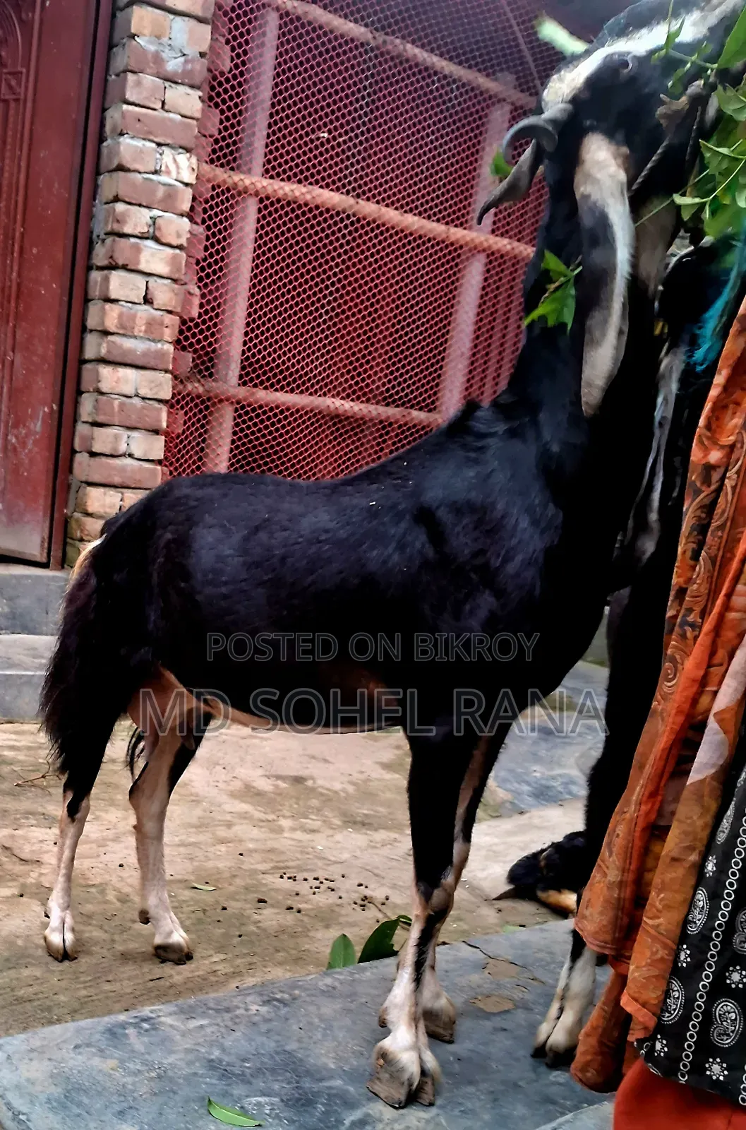100% হ‌রিয়ারা রা‌নিং পাঠার বাচ্চা সহ গাভীন ছাগল বিক্রয়,