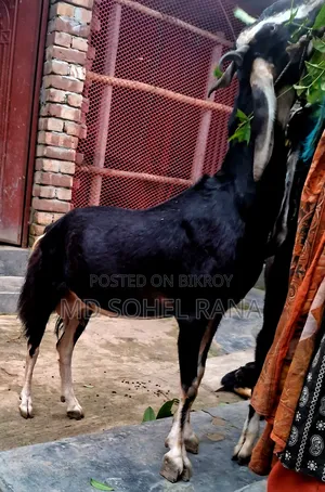 100% হ‌রিয়ারা রা‌নিং পাঠার বাচ্চা সহ গাভীন ছাগল বিক্রয়,