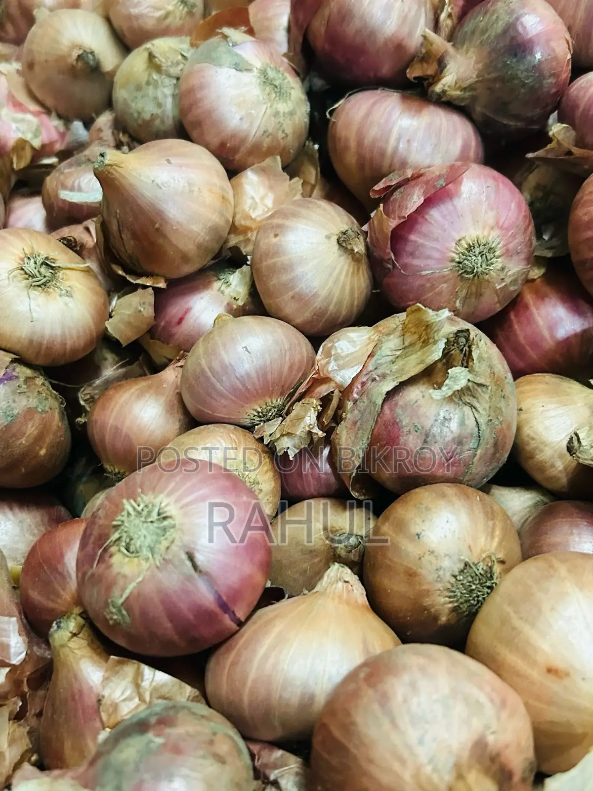 Fresh Farm Onions for Sale