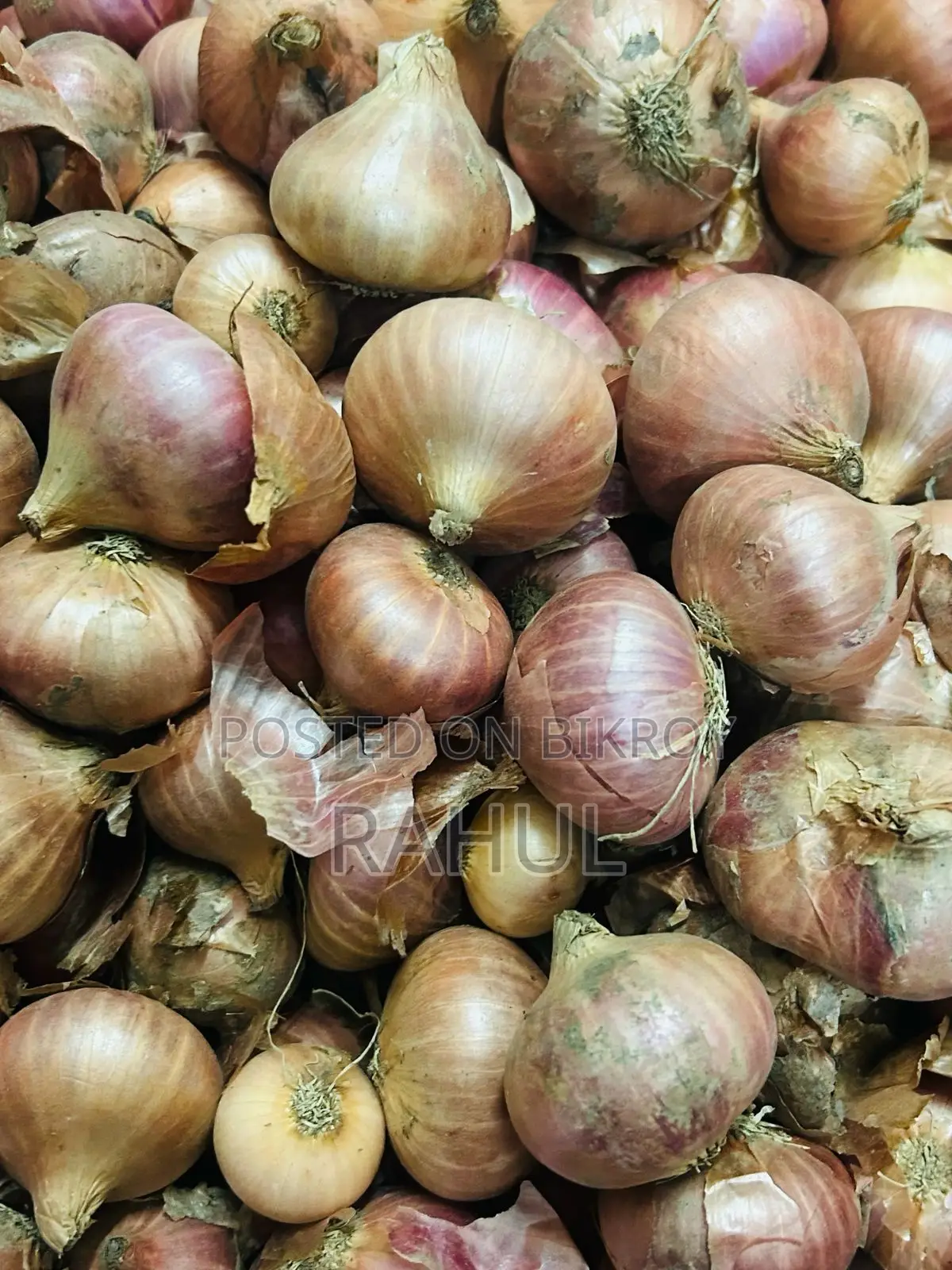Fresh Farm Onions for Sale