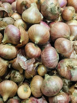 Fresh Farm Onions for Sale