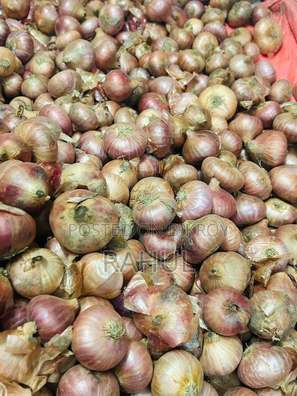 Fresh Farm Onions for Sale