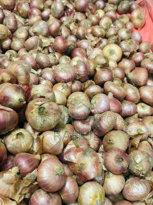 Fresh Farm Onions for Sale