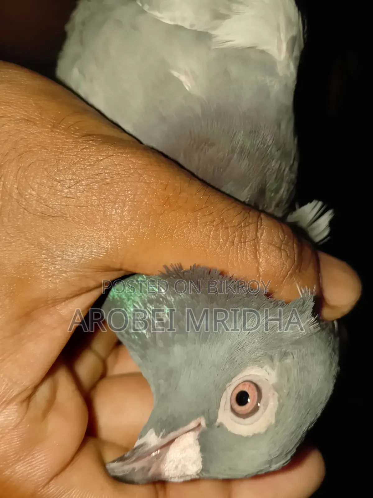 একটা সবজি রেচার মাদি বিক্রি হবে রানিং