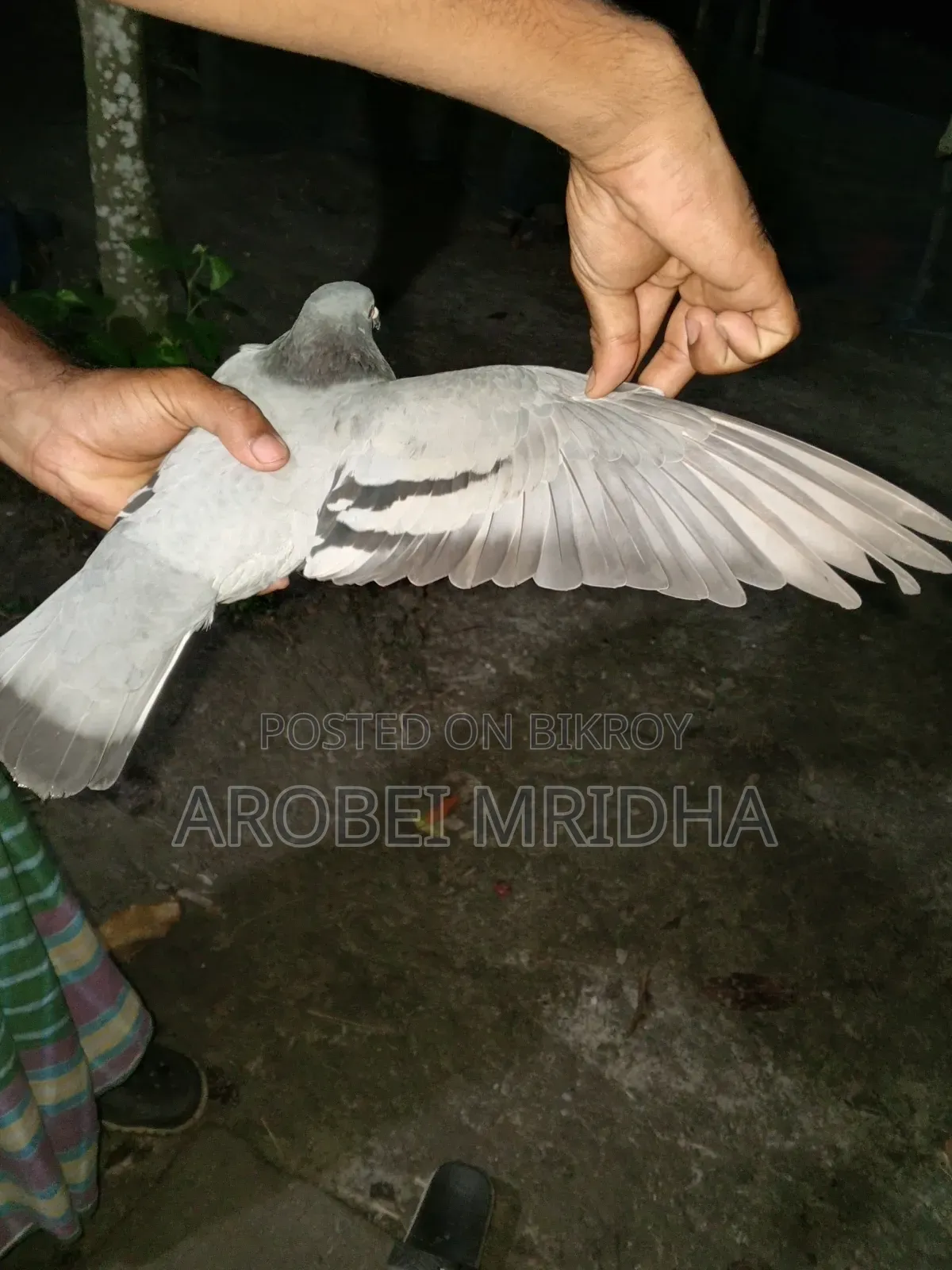 একটা সবজি রেচার মাদি বিক্রি হবে রানিং
