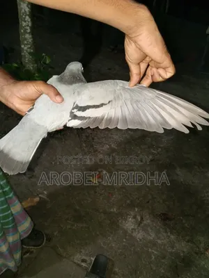 একটা সবজি রেচার মাদি বিক্রি হবে রানিং