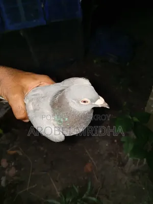 একটা সবজি রেচার মাদি বিক্রি হবে রানিং