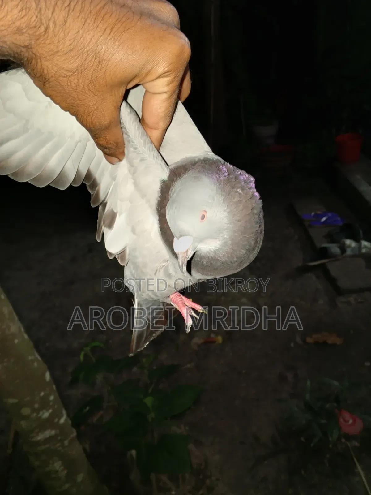একটা সবজি রেচার মাদি বিক্রি হবে রানিং