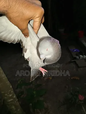 একটা সবজি রেচার মাদি বিক্রি হবে রানিং