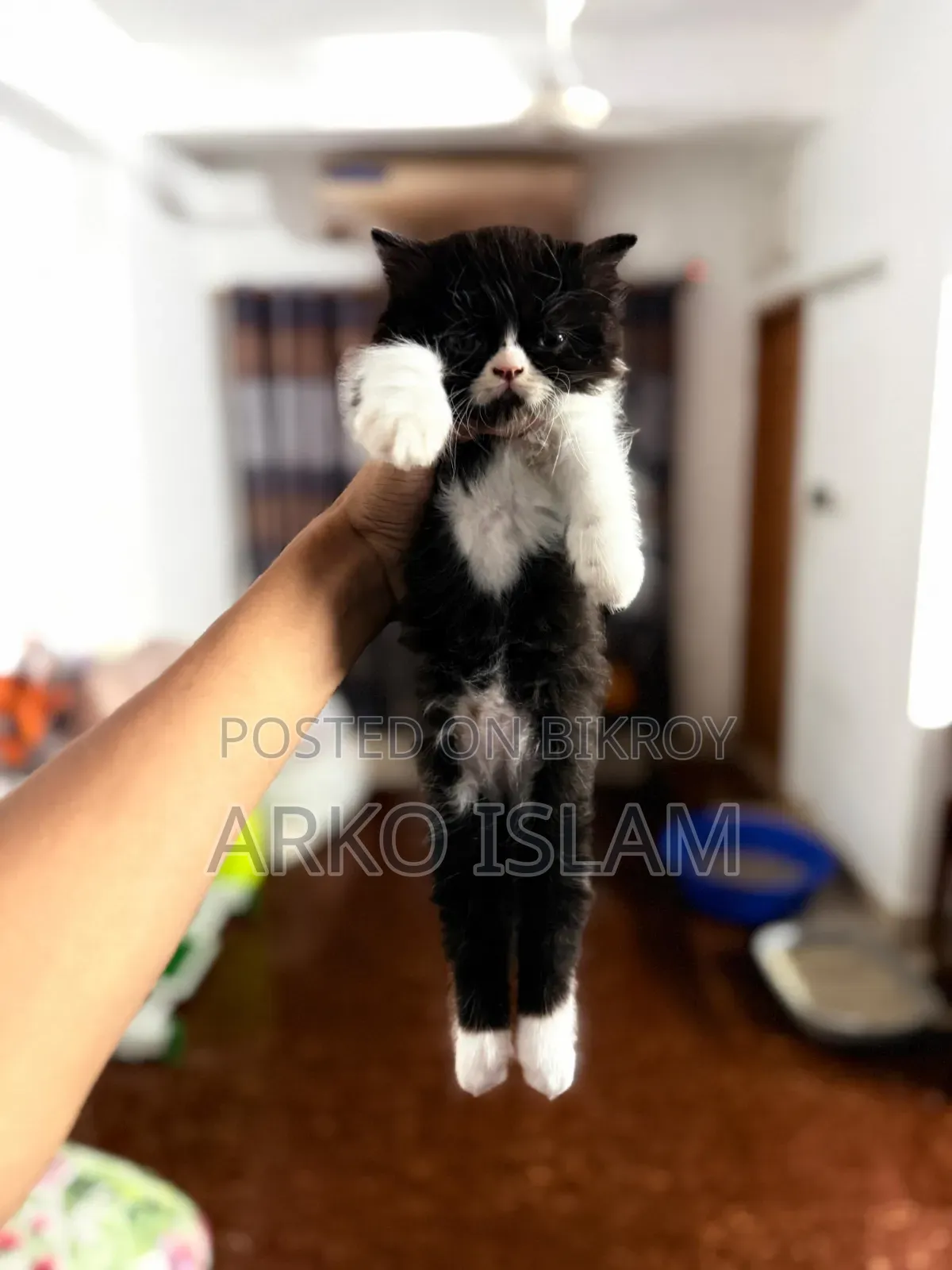 1-3 Months Male Purebred Persian