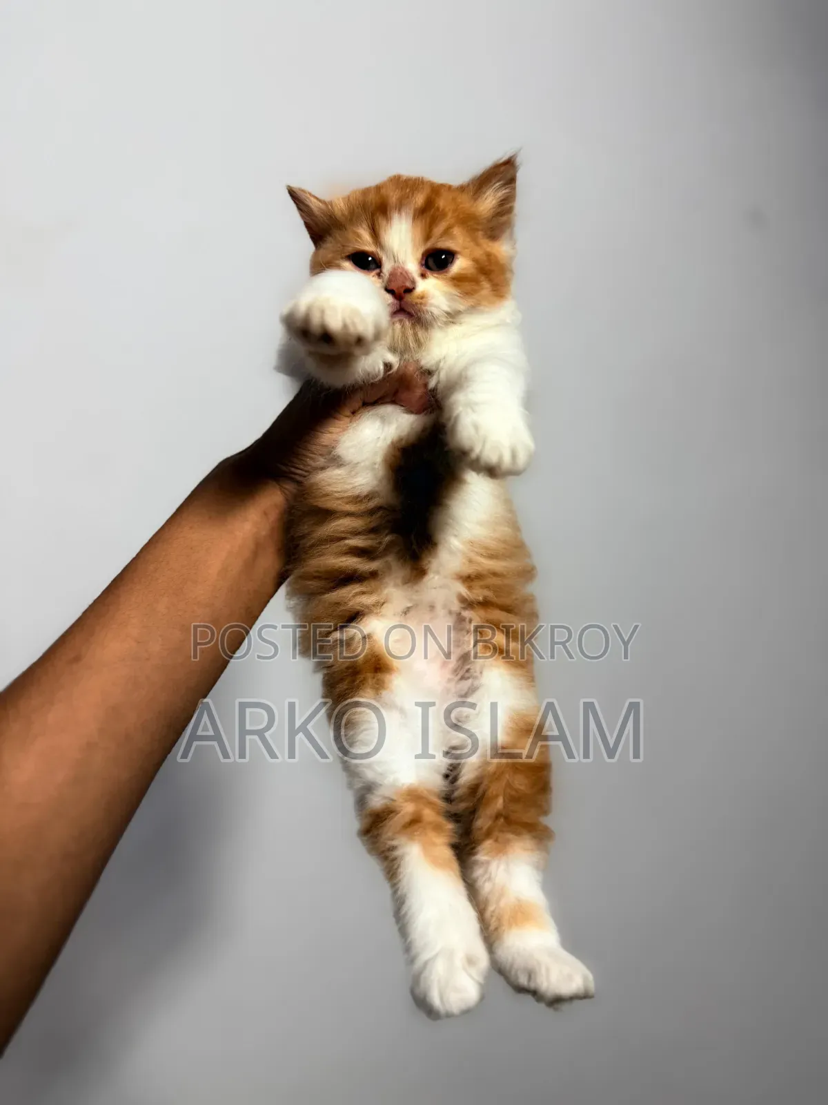 1-3 Months Male Purebred Persian