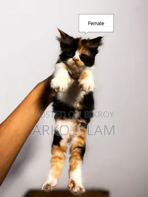 1-3 Months Male Purebred Persian