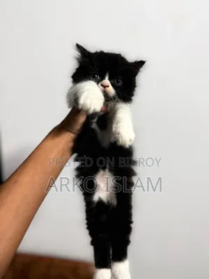 1-3 Months Male Purebred Persian