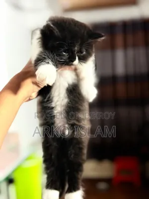 1-3 Months Male Purebred Persian