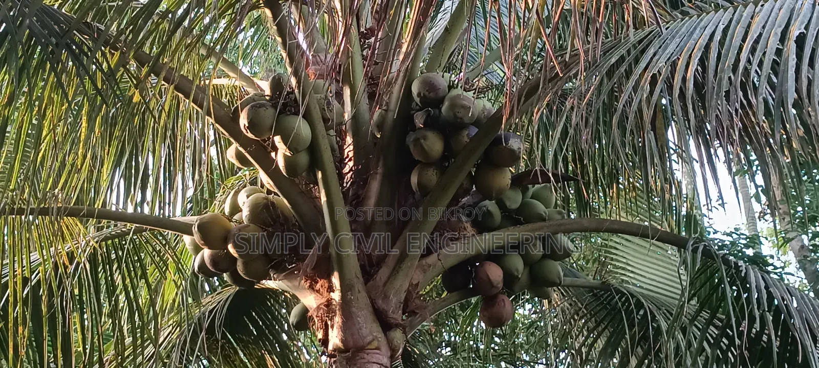ভিয়েতনামের নারিকেল চারা গাছ