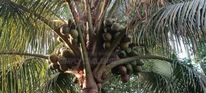 ভিয়েতনামের নারিকেল চারা গাছ