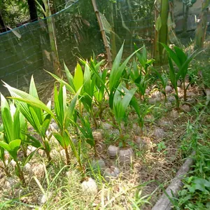 ভিয়েতনামের নারিকেল চারা গাছ