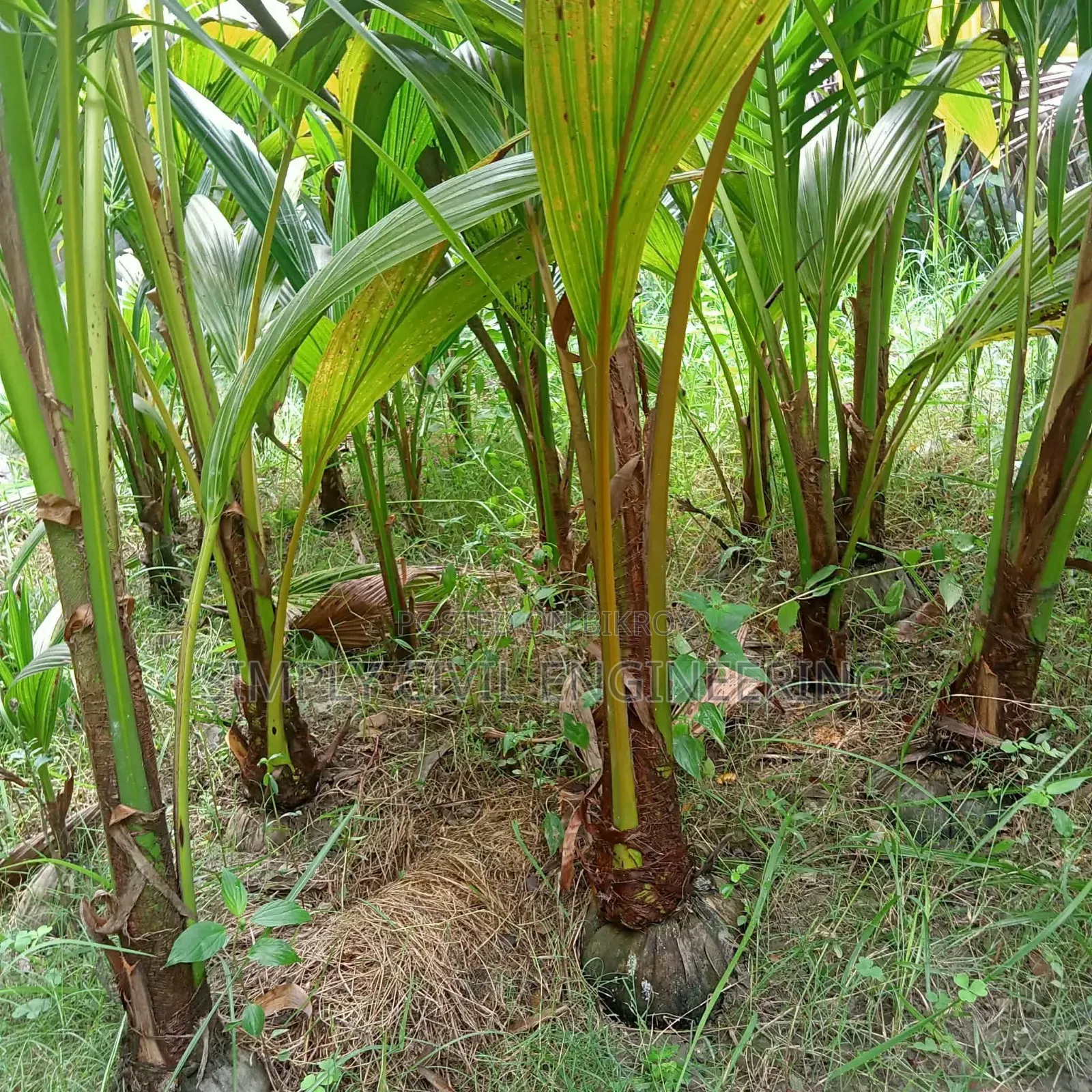 ভিয়েতনামের নারিকেল চারা গাছ
