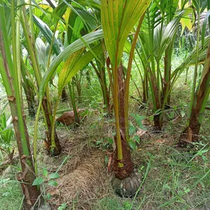 ভিয়েতনামের নারিকেল চারা গাছ