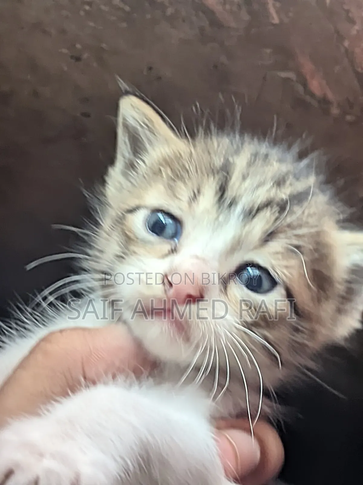 1-3 Months Female Mixed Breed Cat