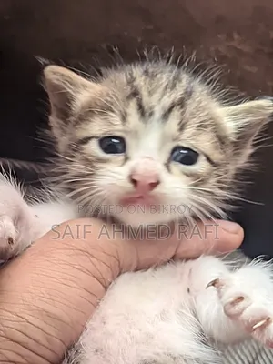 1-3 Months Female Mixed Breed Cat