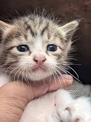 1-3 Months Female Mixed Breed Cat