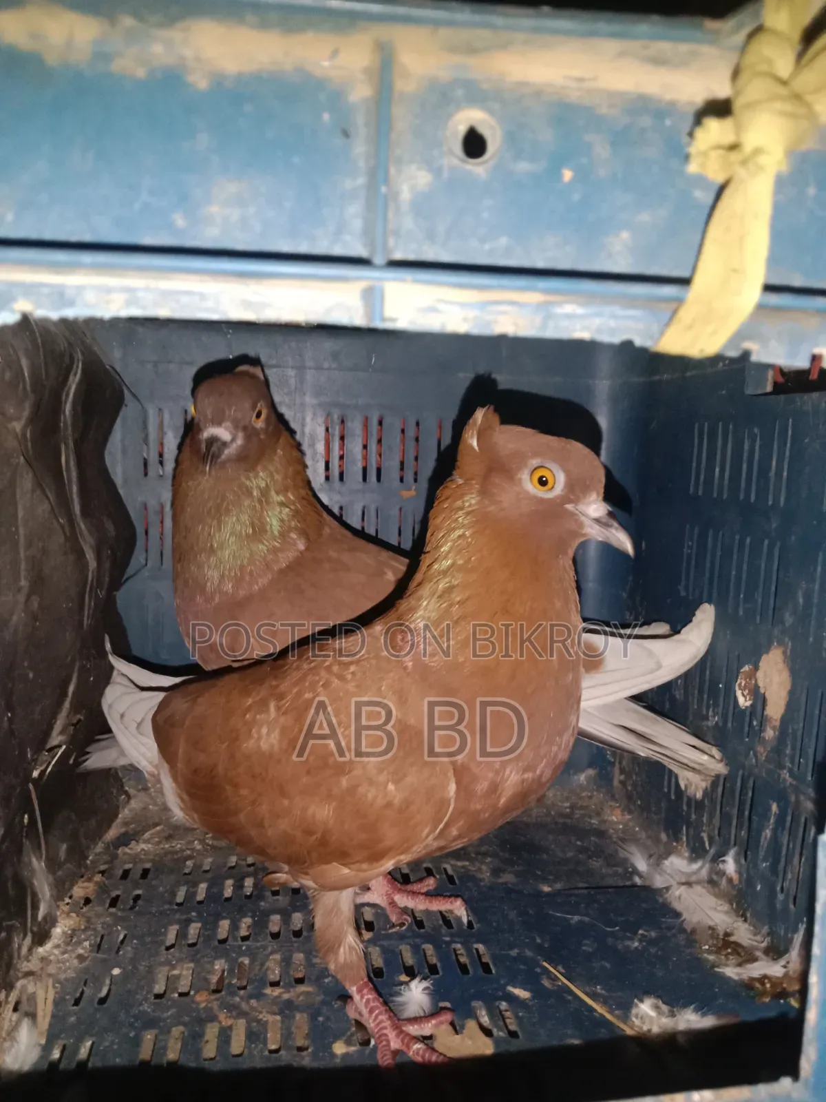 Koka Pigeons Laying Eggs and Breeding
