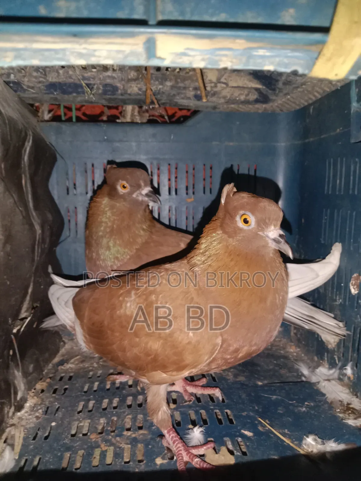 Koka Pigeons Laying Eggs and Breeding