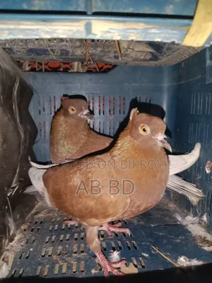 Koka Pigeons Laying Eggs and Breeding