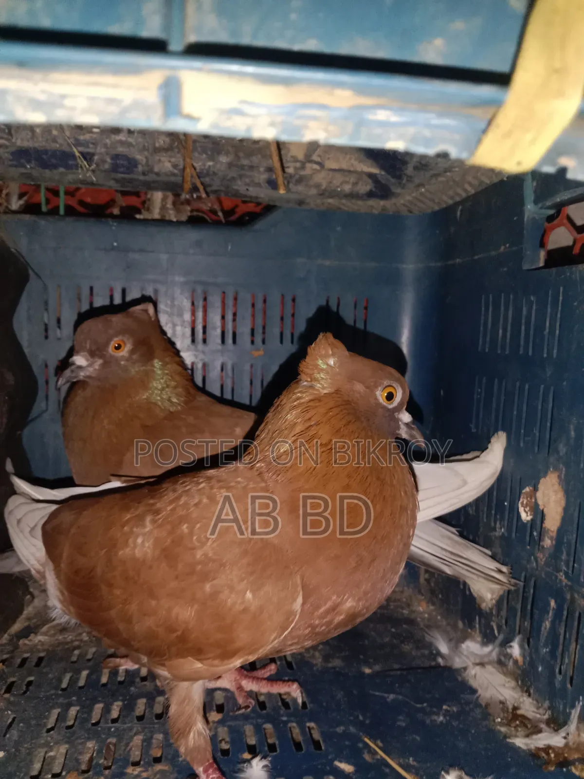 Koka Pigeons Laying Eggs and Breeding