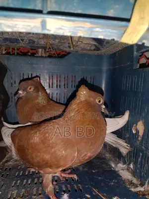 Koka Pigeons Laying Eggs and Breeding