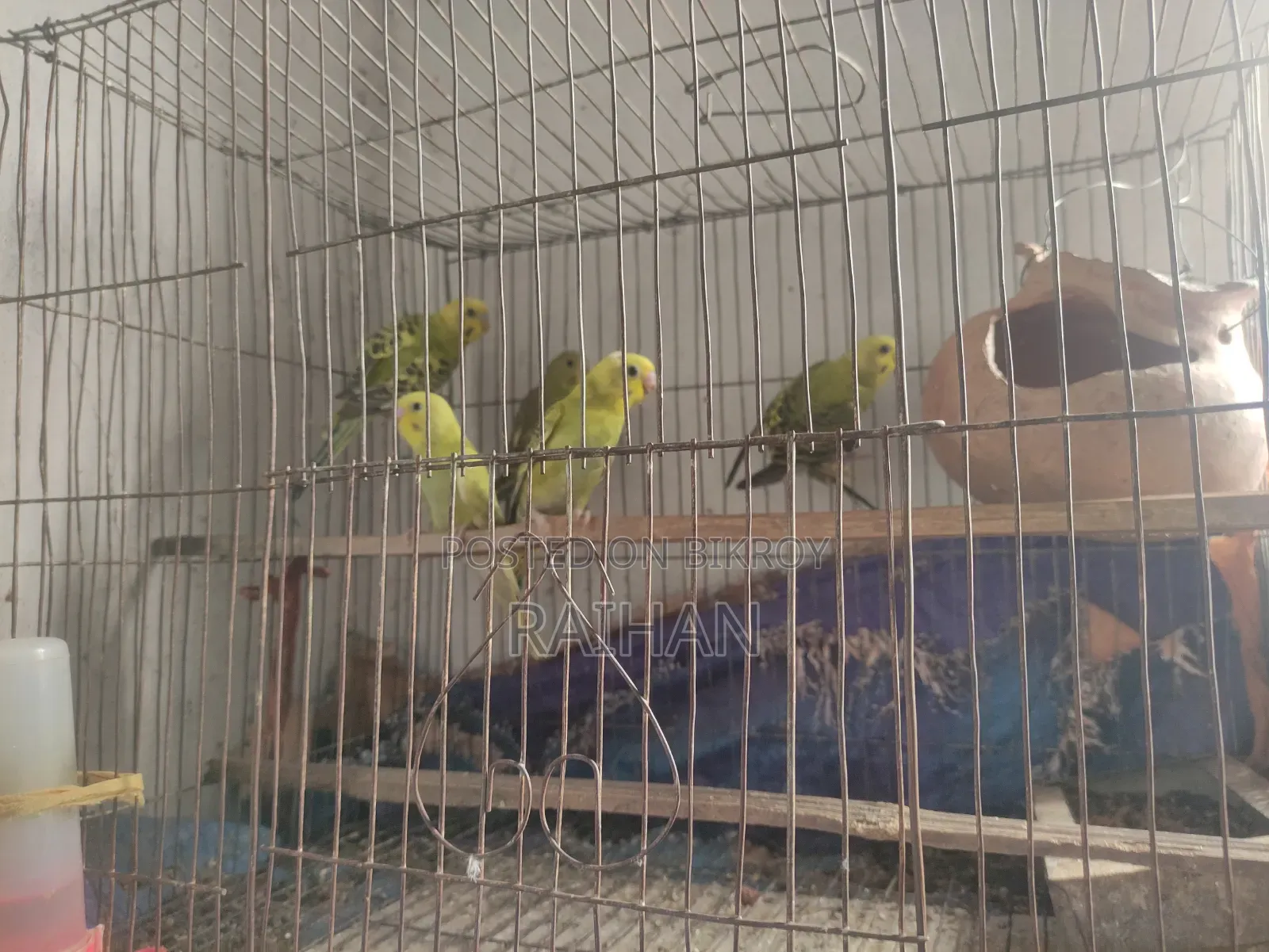 Budgerigar 1 Pair