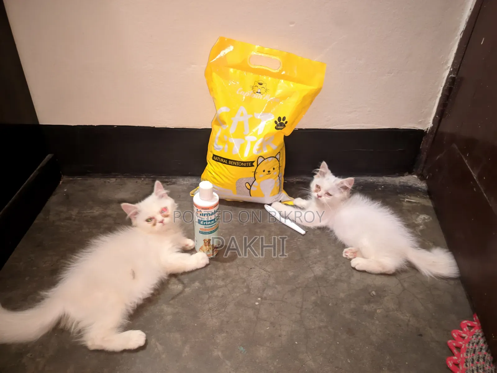 ১-৩ মাস বয়সী ফিমেল পিওরব্রেড পার্সিয়ান