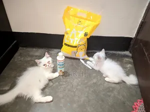 ১-৩ মাস বয়সী ফিমেল পিওরব্রেড পার্সিয়ান