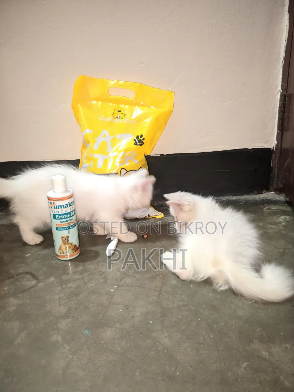 ১-৩ মাস বয়সী ফিমেল পিওরব্রেড পার্সিয়ান