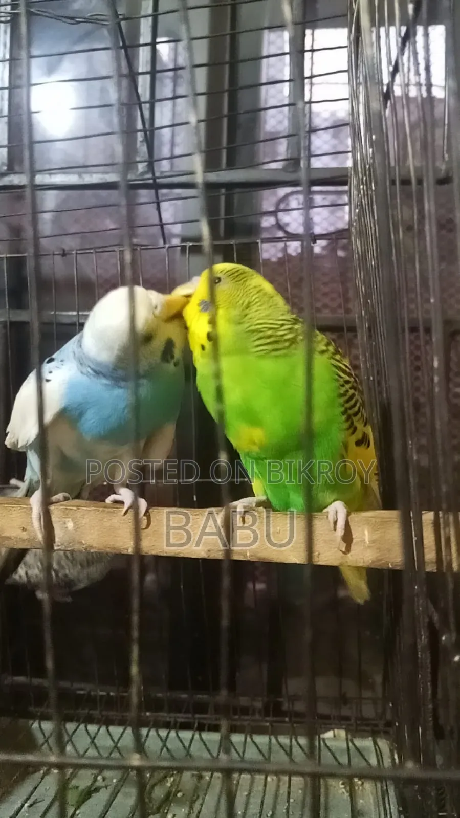 Budgerigar Birds