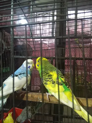 Budgerigar Birds