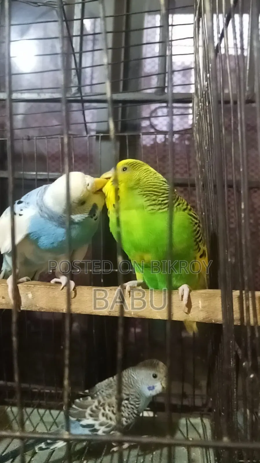 Budgerigar Birds