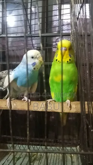 Budgerigar Birds