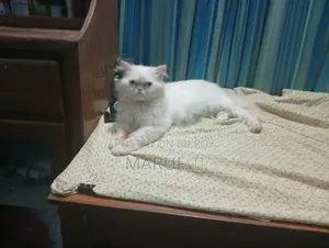 1+ Year Male Purebred Persian Cat