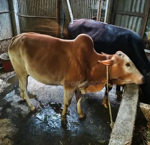 Deshi Cow- দেশি গরু