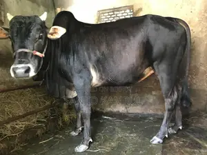 দেশি ষাঁড় গরু