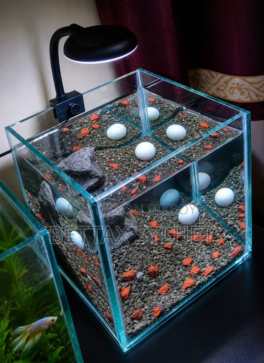 Desktop Betta Tank