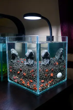 Desktop Betta Tank