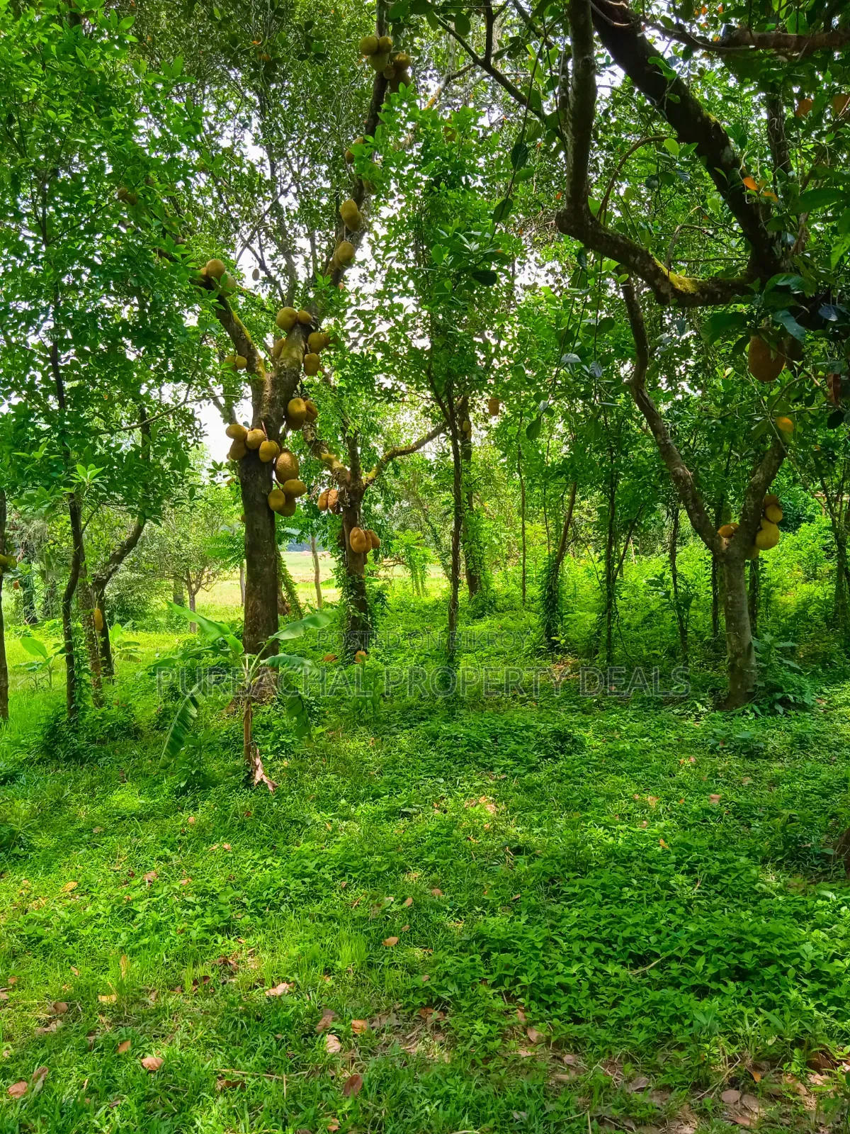 105 Decimal Hill-Type Garden Land for Sale in Kaliganj